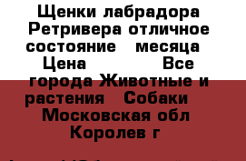 Щенки лабрадора Ретривера отличное состояние 2 месяца › Цена ­ 30 000 - Все города Животные и растения » Собаки   . Московская обл.,Королев г.